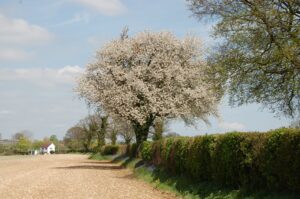 Misbourne valley Cherry Blossom Kings Lane Chilterns AONB Woodlands