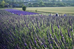 Field of lavender at Hitchin Lavender