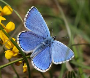 Adonis blue butterfly on yellow gorse flower