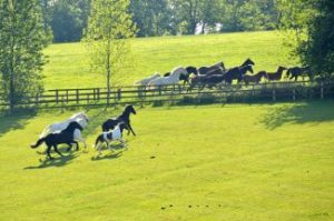 Horses galloping across a field