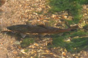 Brown Trout in the river Wye, Allen Beechey