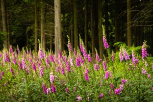Cookley Green-Foxgloves at Church Woods-1
