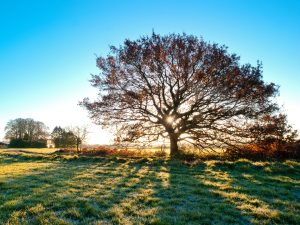 Oak Tree, Maidensgrove Common (C Ormonde)